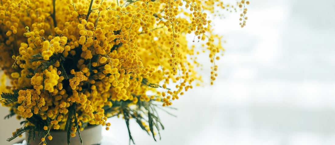 Mimosa - The Flower of International Women's Day