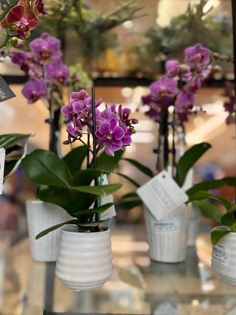 Small Orchid Plant (4" stem)
