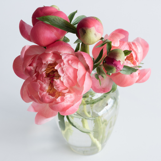 Peony Bunch
