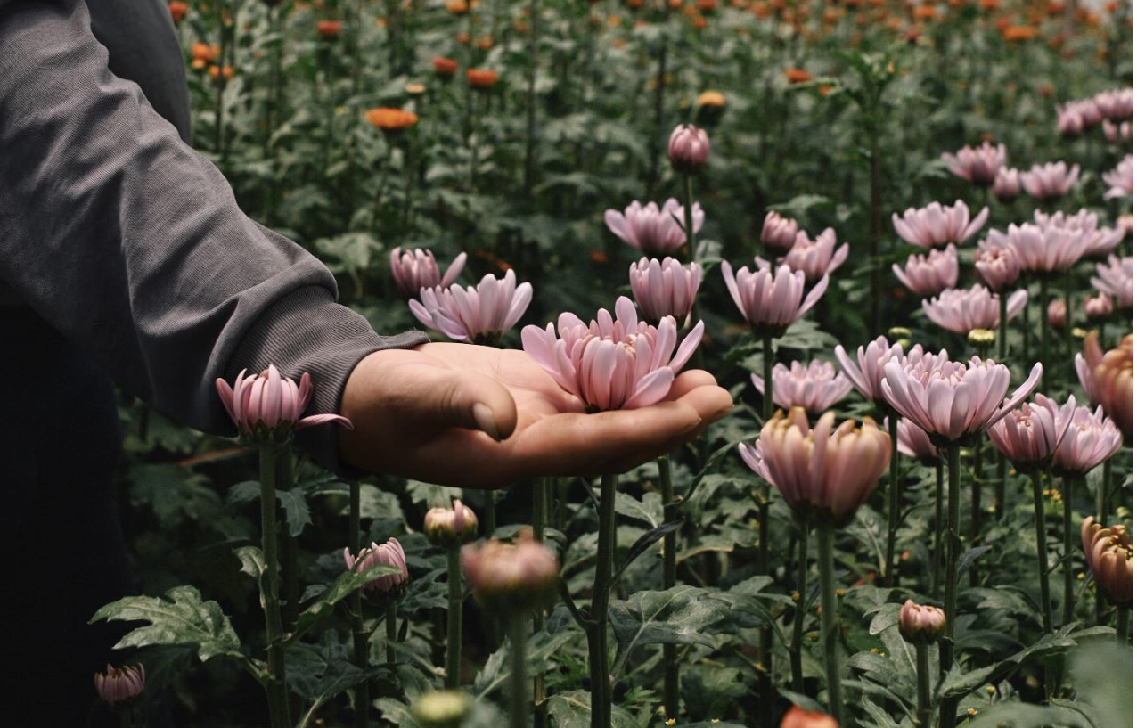 Person showing off a pink flowers in a field of flowers
