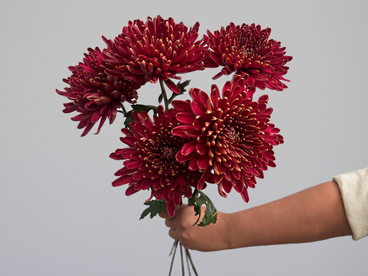Burgundy Chrysanthemum Bunch
