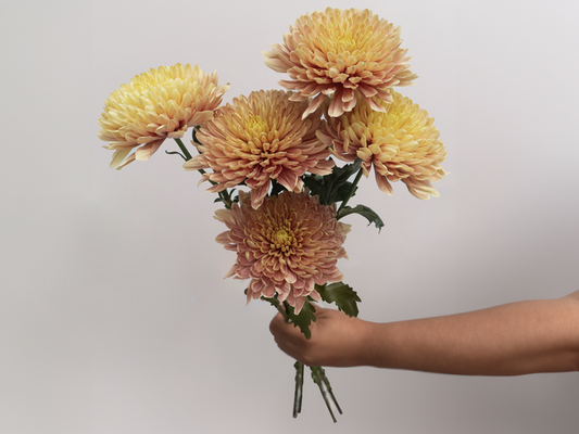 Champagne Chrysanthemum Bunch